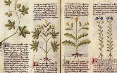 Materia medica da Hahnemann a oggi. Pulsatilla e Nux vomica