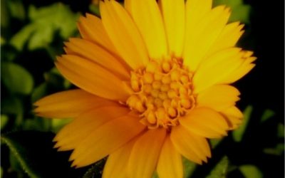 SEMINARI DI OMEOPATIA PER PAZIENTI